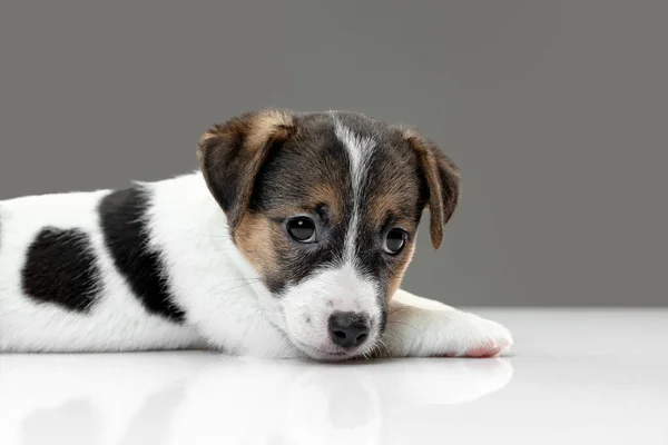 Şirin ve küçük köpekçik gri arka planda neşeli poz veriyorlar. — Stok fotoğraf