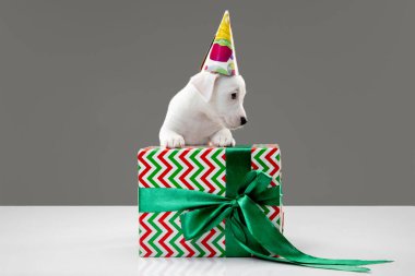 Şirin ve küçük köpekçik gri arka planda neşeli poz veriyorlar.