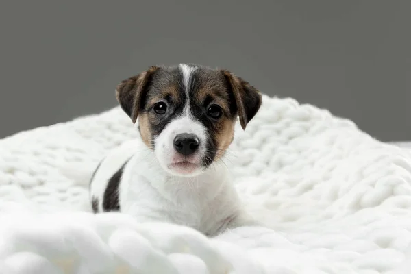 Lindo y poco perrito posando alegre aislado en gris fondo —  Fotos de Stock