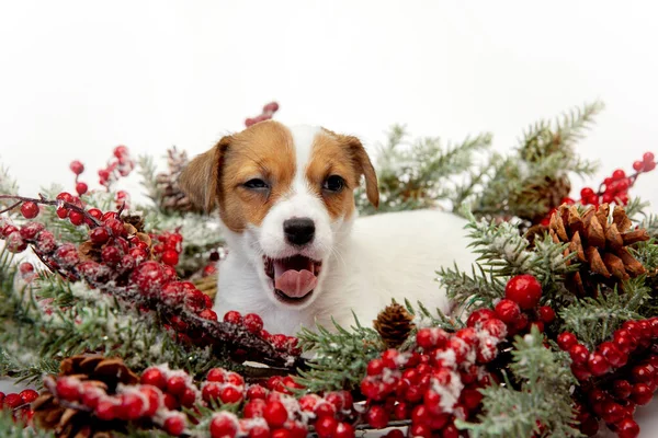 Bonito e pouco cachorrinho posando alegre isolado no fundo branco — Fotografia de Stock