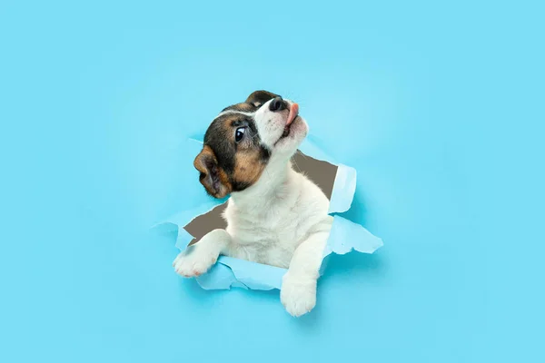 Nette und kleine Hündchen laufen Durchbruch blau Studio Hintergrund — Stockfoto