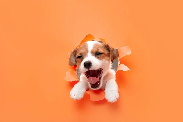 Cute and little doggy running breakthrough orange studio background