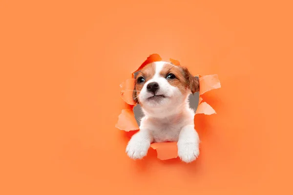 Cute and little doggy running breakthrough orange studio background
