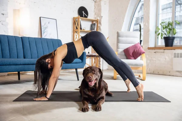 Jonge vrouw uit te werken thuis tijdens lockdown, yoga oefeningen met de hond — Stockfoto