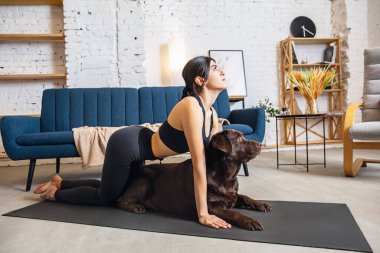 Kilit altındayken evde çalışan genç bir kadın, köpekle yoga egzersizleri.