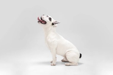 French Bulldog young dog is posing. Cute playful white-black doggy or pet on white background. Concept of motion, action, movement.