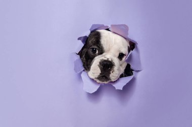 French Bulldog young dog is posing. Cute playful white-black doggy or pet on purple background. Concept of motion, action, movement.