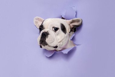 French Bulldog young dog is posing. Cute playful white-black doggy or pet on purple background. Concept of motion, action, movement.