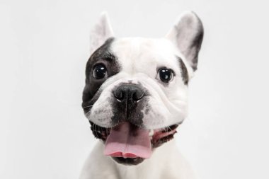 French Bulldog young dog is posing. Cute playful white-black doggy or pet on white background. Concept of motion, action, movement.