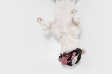 French Bulldog young dog is posing. Cute playful white-black doggy or pet on white background. Concept of motion, action, movement.