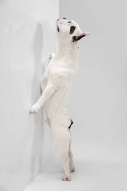 French Bulldog young dog is posing. Cute playful white-black doggy or pet on white background. Concept of motion, action, movement.
