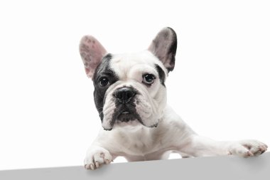 French Bulldog young dog is posing. Cute playful white-black doggy or pet on white background. Concept of motion, action, movement.