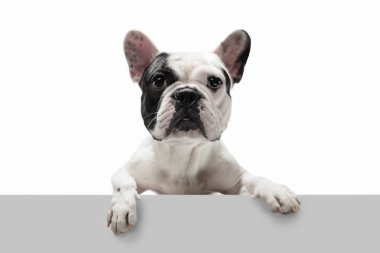 French Bulldog young dog is posing. Cute playful white-black doggy or pet on white background. Concept of motion, action, movement.