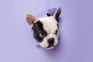 French Bulldog young dog is posing. Cute playful white-black doggy or pet on purple background. Concept of motion, action, movement.
