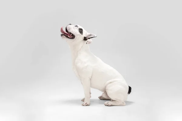 French Bulldog young dog is posing. Cute playful white-black doggy or pet on white background. Concept of motion, action, movement. — ストック写真