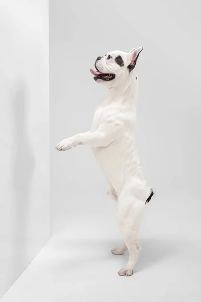 French Bulldog young dog is posing. Cute playful white-black doggy or pet on white background. Concept of motion, action, movement. — ストック写真