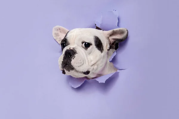 French Bulldog young dog is posing. Cute playful white-black doggy or pet on purple background. Concept of motion, action, movement. — Stockfoto