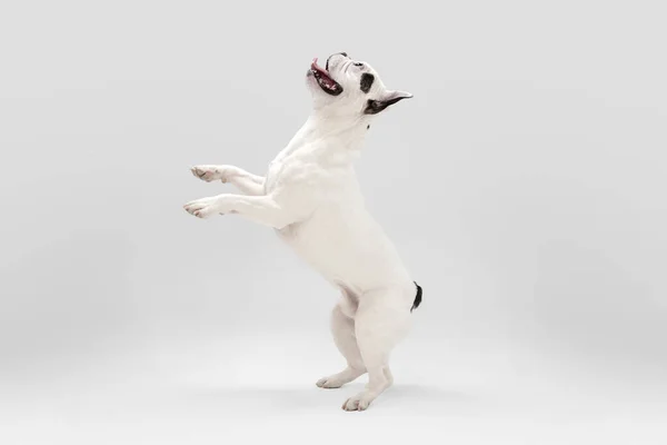 French Bulldog young dog is posing. Cute playful white-black doggy or pet on white background. Concept of motion, action, movement. — Fotografia de Stock