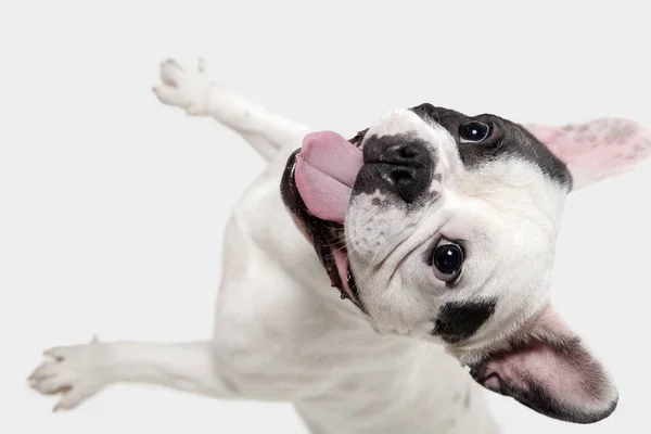 French Bulldog young dog is posing. Cute playful white-black doggy or pet on white background. Concept of motion, action, movement. — ストック写真