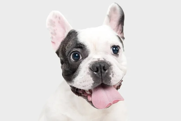 French Bulldog young dog is posing. Cute playful white-black doggy or pet on white background. Concept of motion, action, movement. — Zdjęcie stockowe