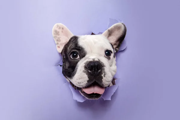 French Bulldog young dog is posing. Cute playful white-black doggy or pet on purple background. Concept of motion, action, movement. — Stockfoto