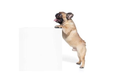 Genç Fransız Bulldog poz veriyor. Şirin köpek ya da evcil hayvan beyaz arka planda oynuyor, koşuyor ve mutlu görünüyor..