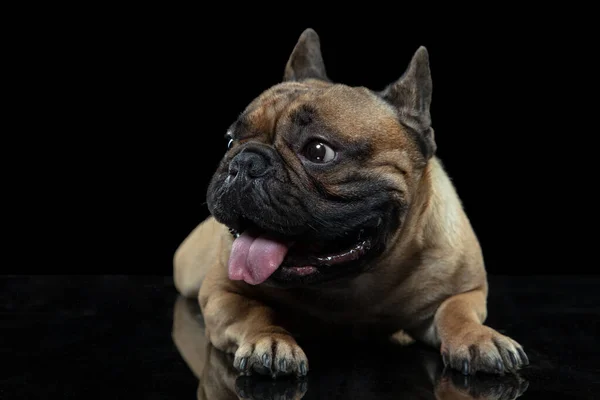 O jovem Bulldog Francês está posando. Cão bonito ou animal de estimação está jogando, correndo e olhando feliz isolado no fundo preto. — Fotografia de Stock