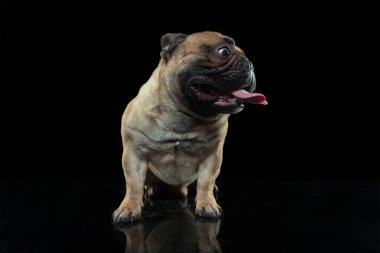 Genç Fransız Bulldog poz veriyor. Şirin köpek ya da evcil hayvan oynuyor, koşuyor ve mutlu görünüyor. Siyah arka planda izole edilmiş..