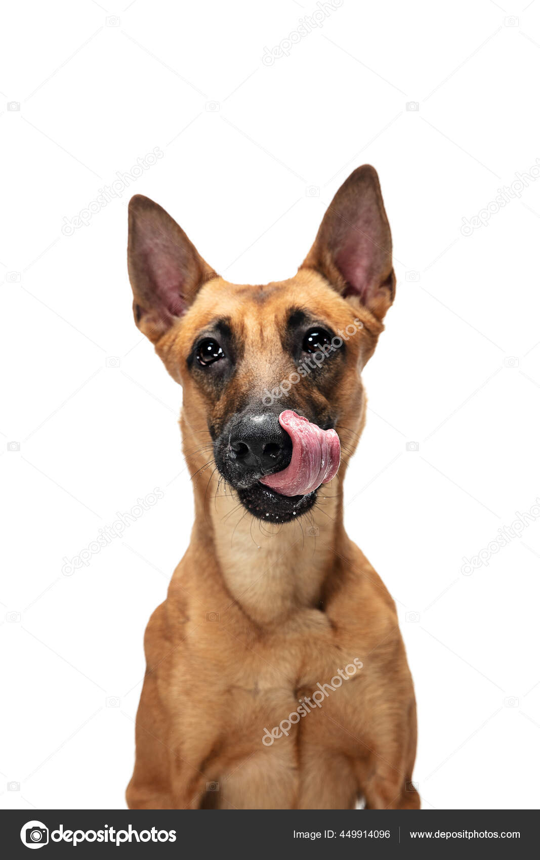 Cute Trained Malinois Cute Male Belgian Malinois Stock Photo