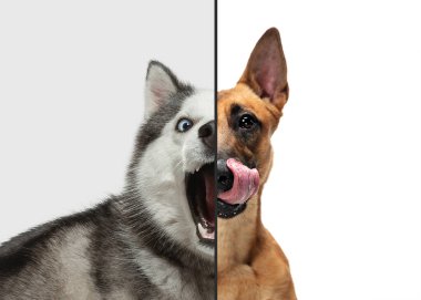 Farklı duyguları olan genç köpeklerin portrelerinin eğlenceli ve yaratıcı kombinasyonu, bölünmüş çok renkli arka planda çeşitli ifadeler.