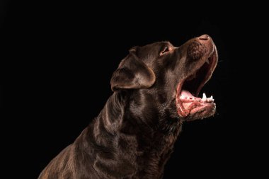 Siyah stüdyo arka planında oynayan kahverengi, çikolatalı labrador Retriever.