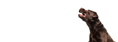 Kahverengi, çikolatalı labrador retriever beyaz stüdyo arka planında oynuyor.