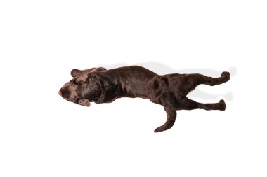 Kahverengi, çikolatalı labrador retriever beyaz stüdyo arka planında oynuyor.