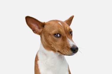 Cute puppy of Basenji dog posing isolated over white background clipart