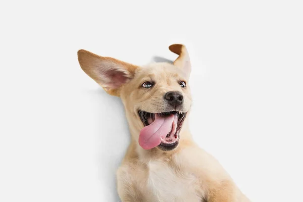 Little Labrador Retriever playing on white studio background — Stock Photo, Image