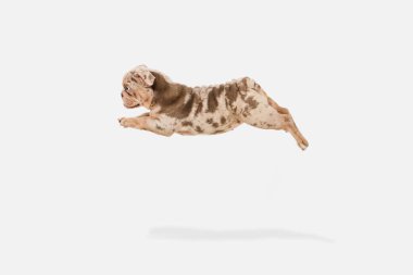 Merle French Bulldog beyaz stüdyo arka planında oynuyor