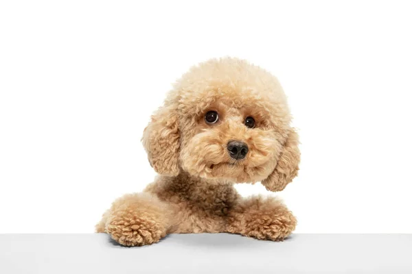 Cute puppy of Maltipoo dog posing isolated over white background — Stock Photo, Image