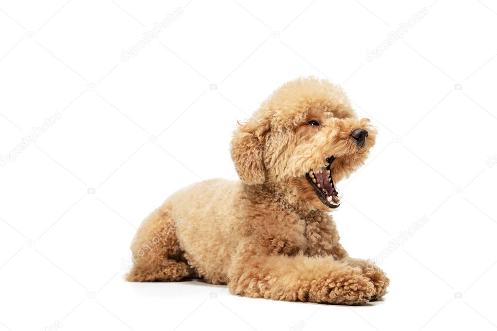 Cute puppy of Maltipoo dog posing isolated over white background