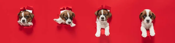 Young dog posing. Cute puppy or pet posing happy isolated on red studio background. Studio photoshots. Creative collage of different breeds of dogs. Flyer for your ad.