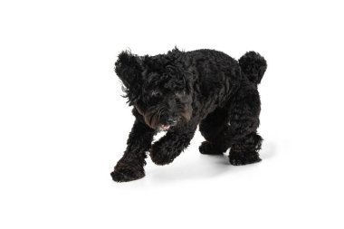 Genç siyah Labradoodle beyaz stüdyo arka planında izole bir şekilde oynuyor.