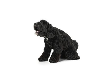 Genç siyah Labradoodle beyaz stüdyo arka planında izole bir şekilde oynuyor.