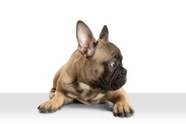 Genç kahverengi Fransız Bulldog beyaz stüdyo arka planında yalnız oynuyor.