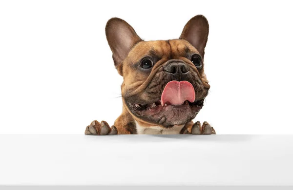 Young brown French Bulldog playing isolated on white studio background — Stock Photo, Image