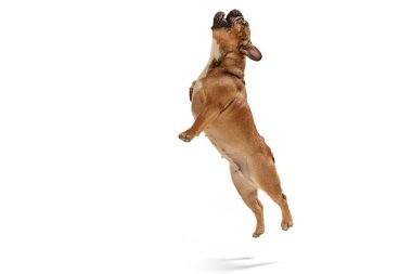 Genç kahverengi Fransız Bulldog beyaz stüdyo arka planında yalnız oynuyor.