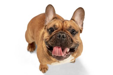 Genç kahverengi Fransız Bulldog beyaz stüdyo arka planında yalnız oynuyor.