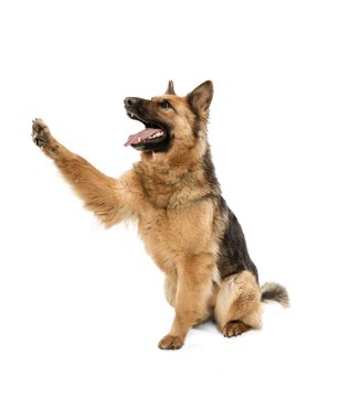 Beyaz arka planda yalnız poz veren şirin çoban köpeği.