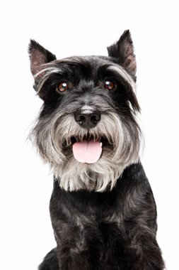 Minyatür Schnauzer köpeğinin şirin yavrusu beyaz arka planda yalnız poz veriyor.