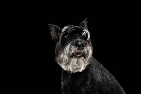 Lindo cachorro de perro miniatura Schnauzer posando aislado sobre fondo negro —  Fotos de Stock