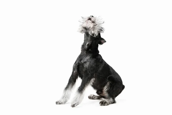 Lindo cachorro de perro miniatura Schnauzer posando aislado sobre fondo blanco —  Fotos de Stock