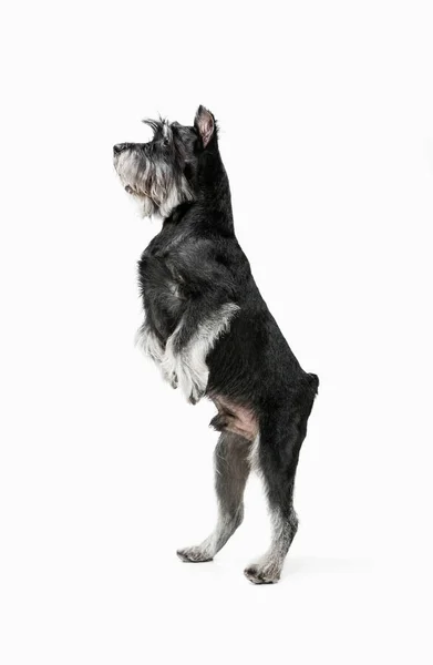 Minyatür Schnauzer köpeğinin şirin yavrusu beyaz arka planda yalnız poz veriyor. — Stok fotoğraf